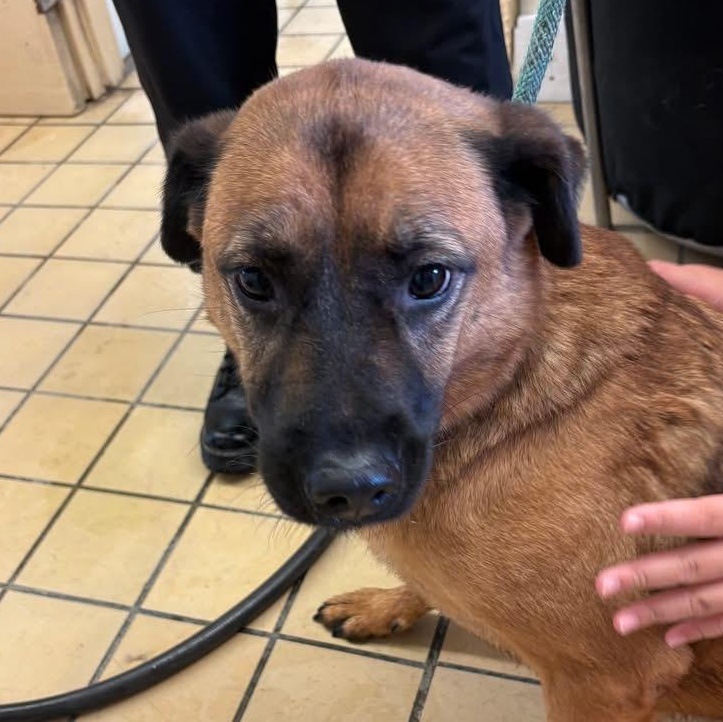 Frankie, ADOPTABLE, Adult Female Shepherd.