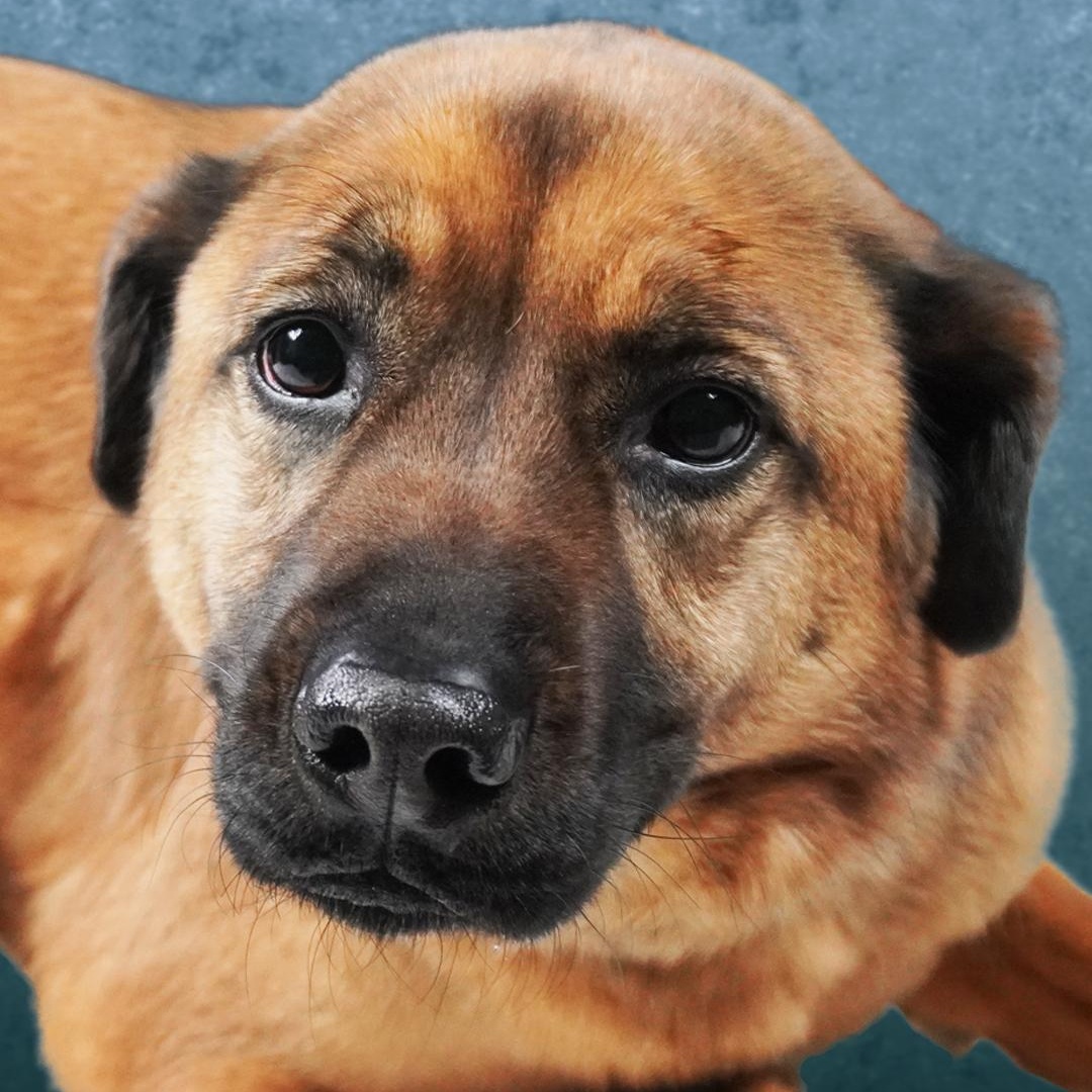 Enlarge Frankie, an adoption pending mixed breed in Lumberton, NC image 1/3