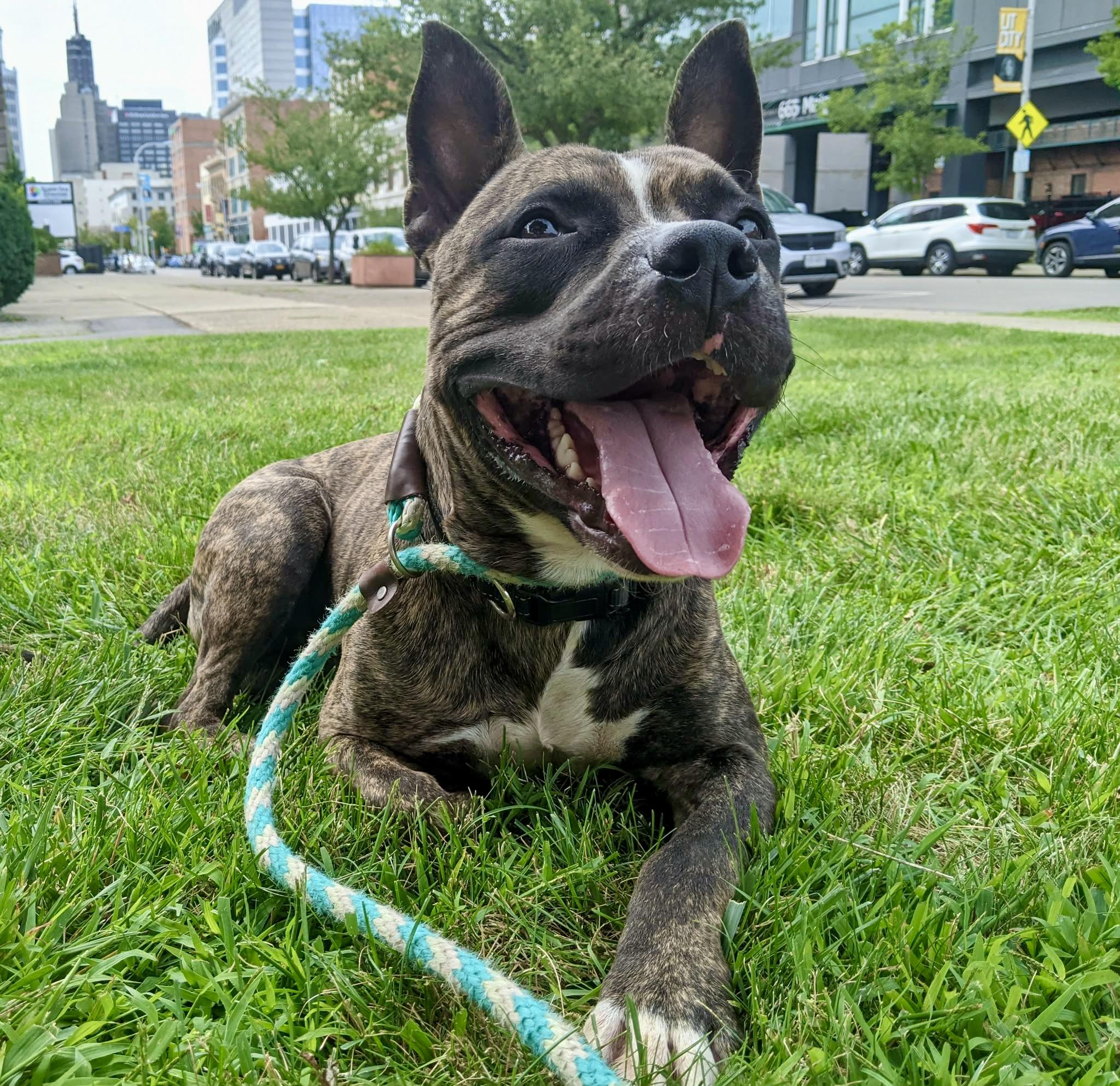 Enlarge Augie, a Adoptable mixed breed in Buffalo, NY image 3/6
