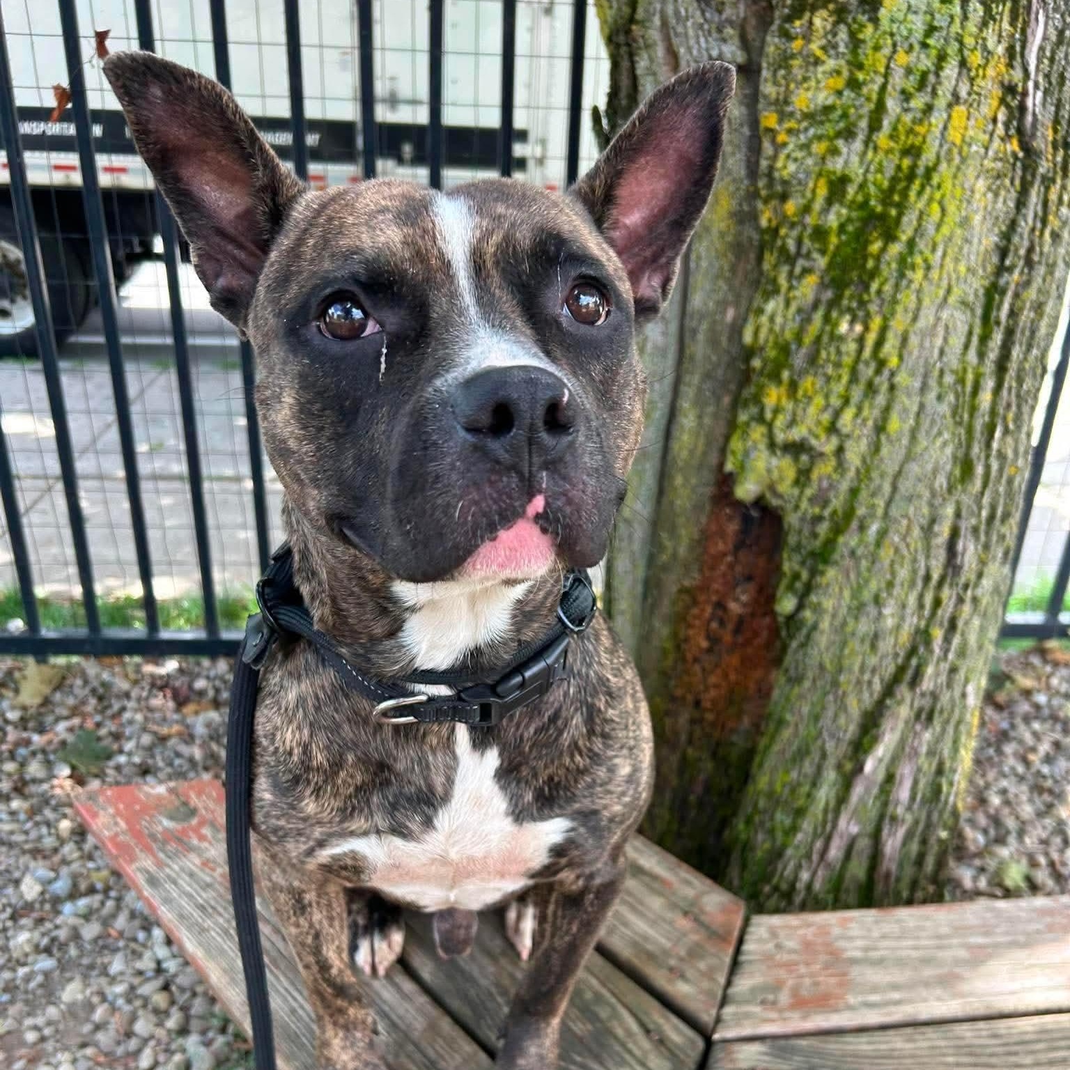 Enlarge Augie, a Adoptable mixed breed in Buffalo, NY image 2/6