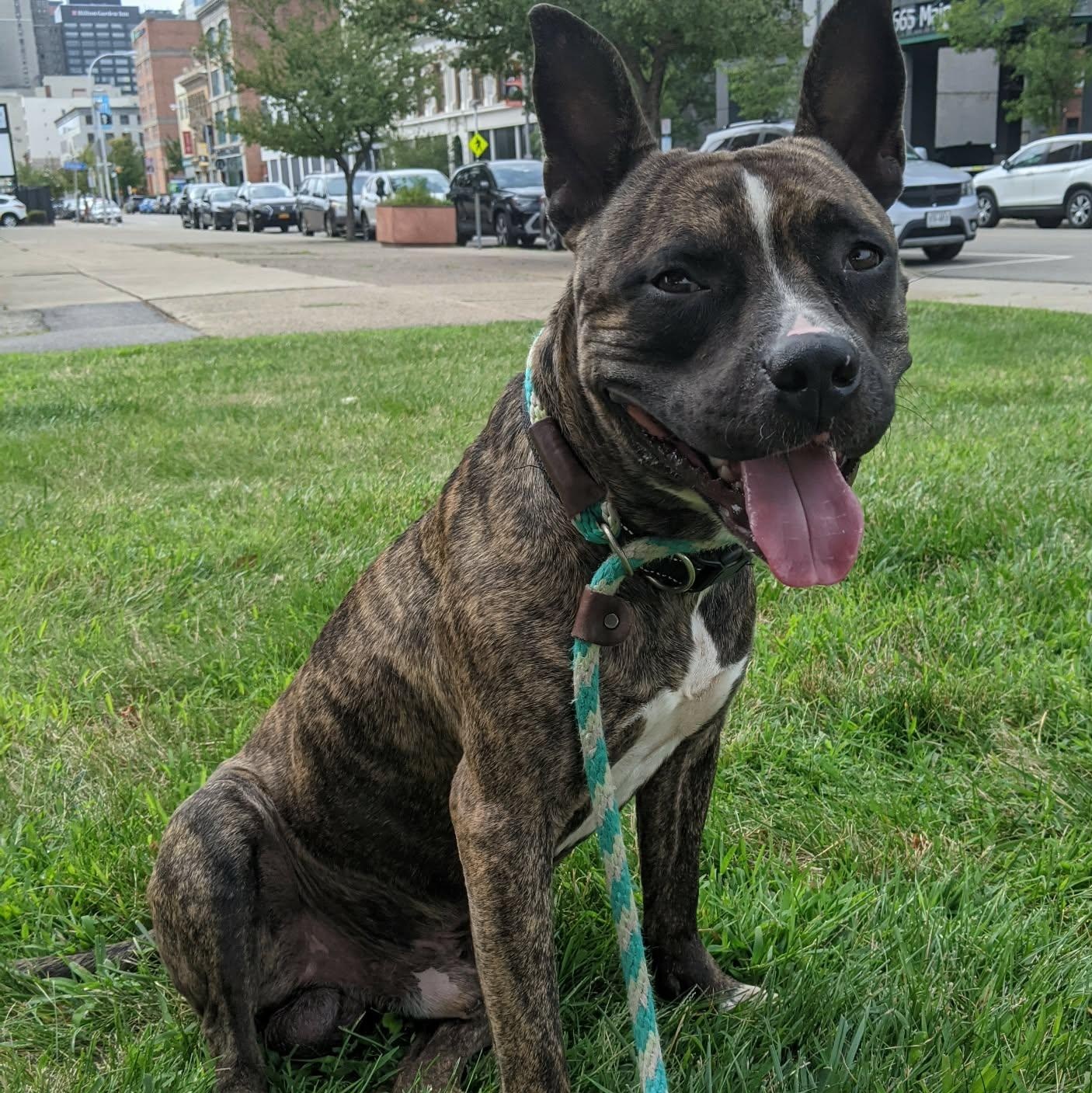 Augie, Adoptable, Young Male Mixed Breed & Pit Bull Terrier.