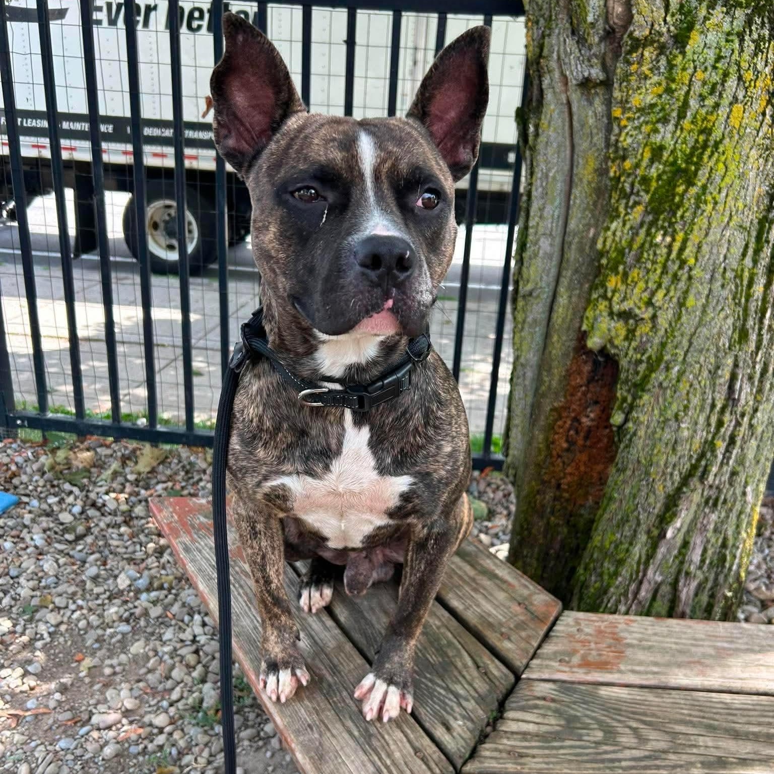 Enlarge Augie, a Adoptable mixed breed in Buffalo, NY image 4/6