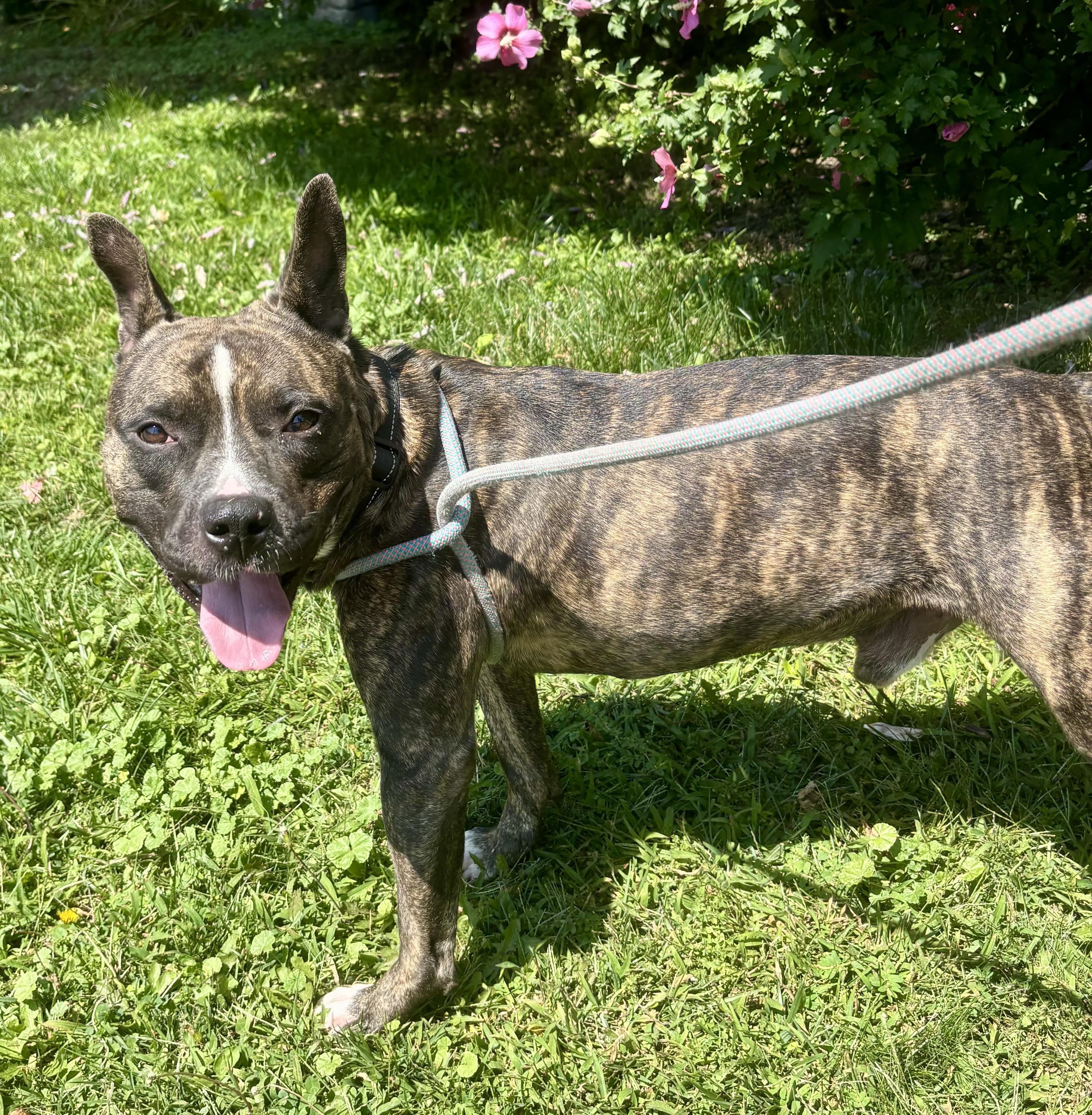 Enlarge Augie, a Adoptable mixed breed in Buffalo, NY image 6/6