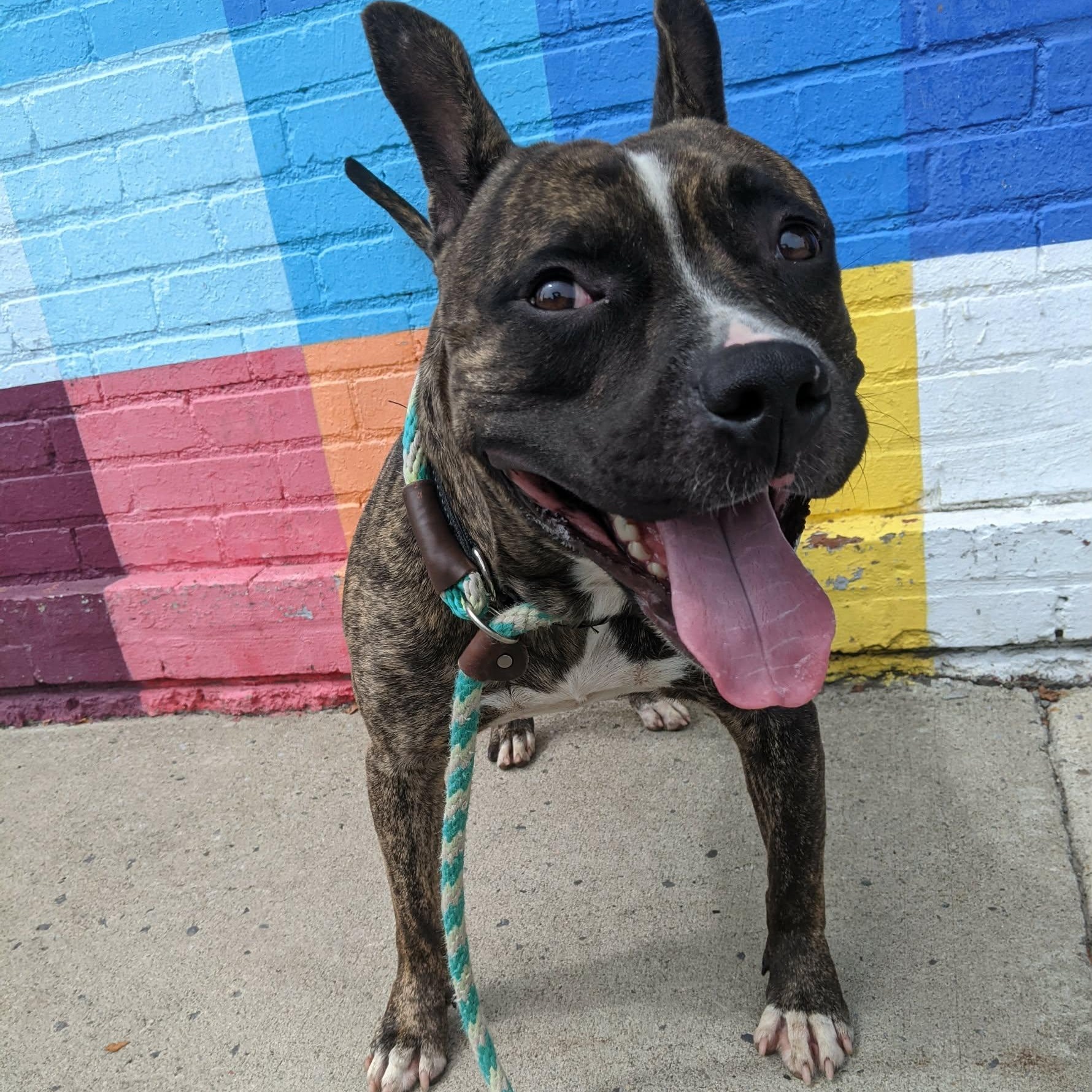 Enlarge Augie, a Adoptable mixed breed in Buffalo, NY image 5/6
