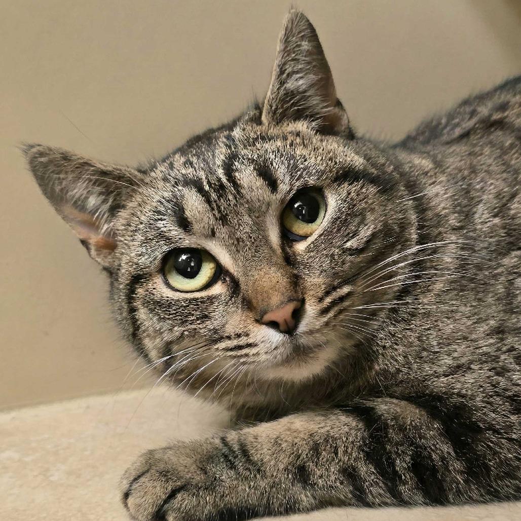 Eleven, Adoptable, Young Female Domestic Short Hair.