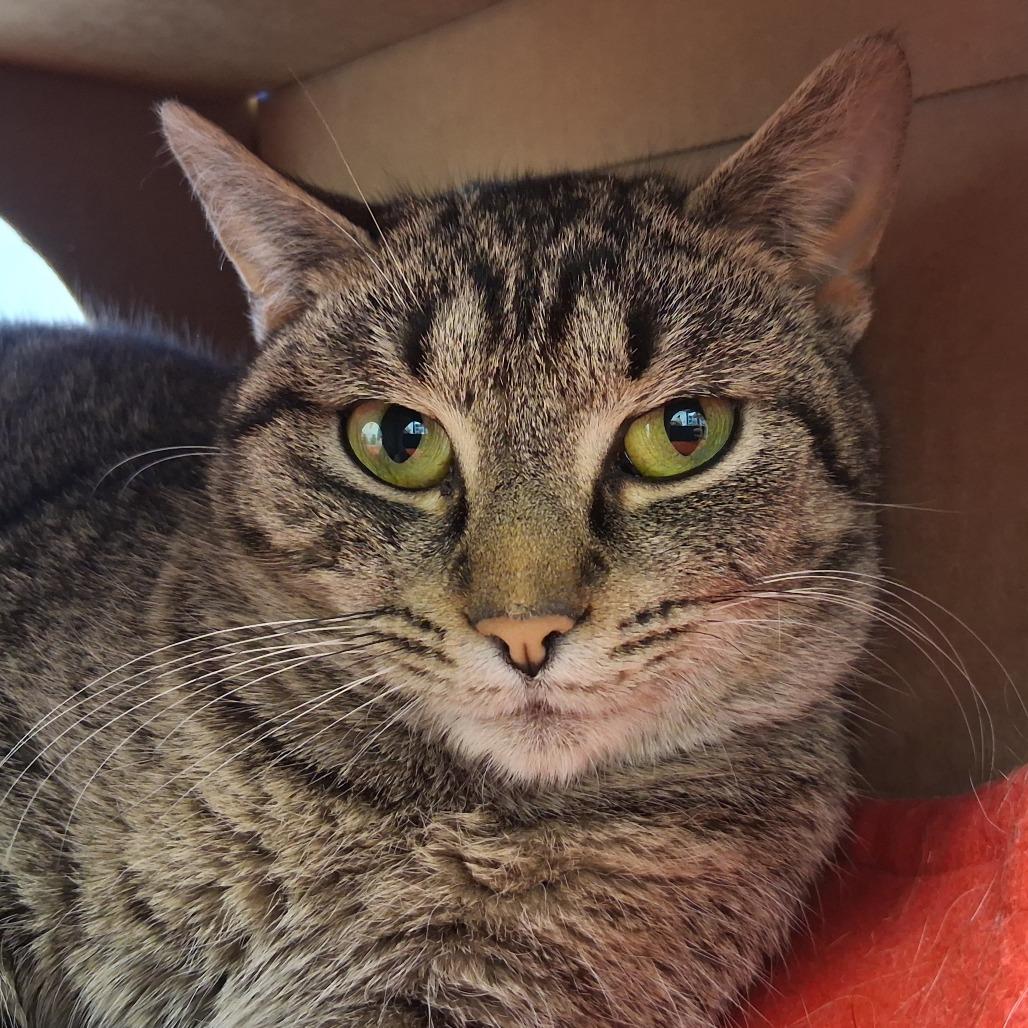 Enlarge Eleven, a Adoptable Domestic Short Hair in Dayton, OH image 2/2