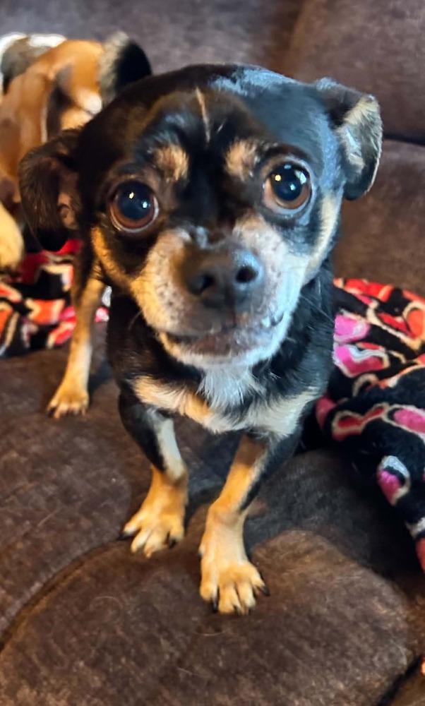 Pee Wee, Adoptable, Adult Male Chihuahua.