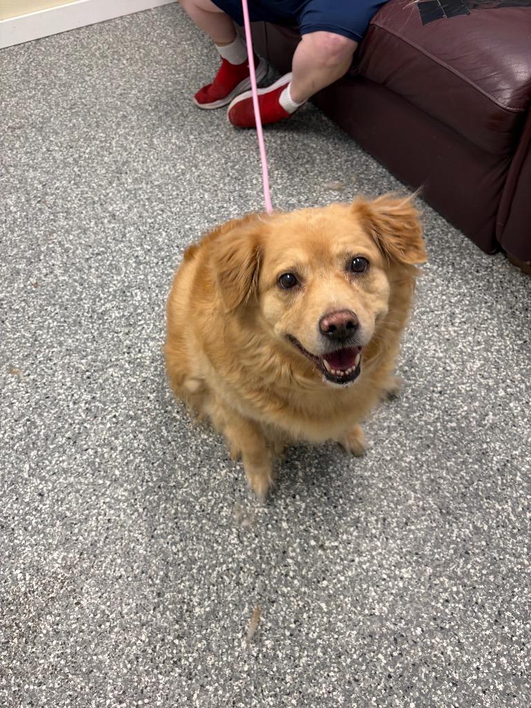 Ember, Adoptable, Young Female Retriever.