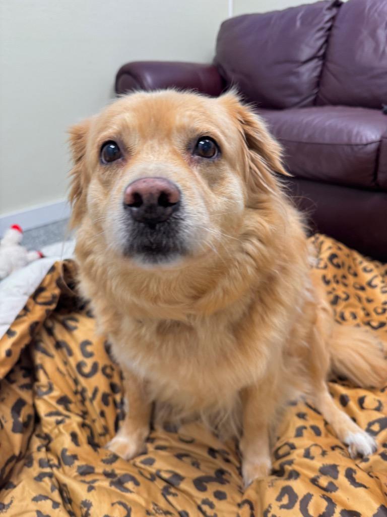 Enlarge Ember, a Adoptable mixed breed in Liverpool, NY image 2/3