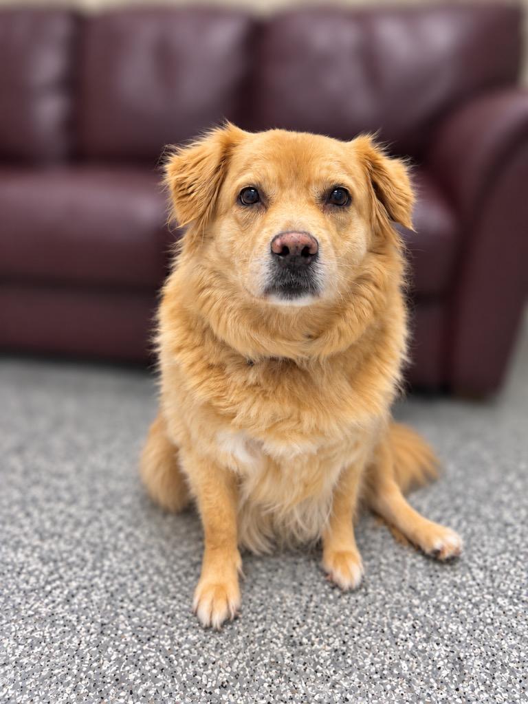 Enlarge Ember, a Adoptable mixed breed in Liverpool, NY image 3/3