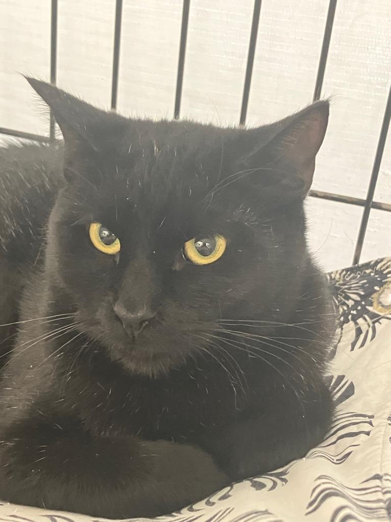 Enlarge Ziggy, a Adoptable mixed breed in Lunenburg, MA image 1/1