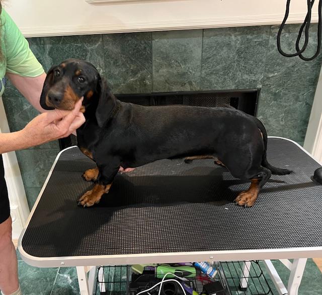 Clarence, adopted, Adult Male Dachshund.