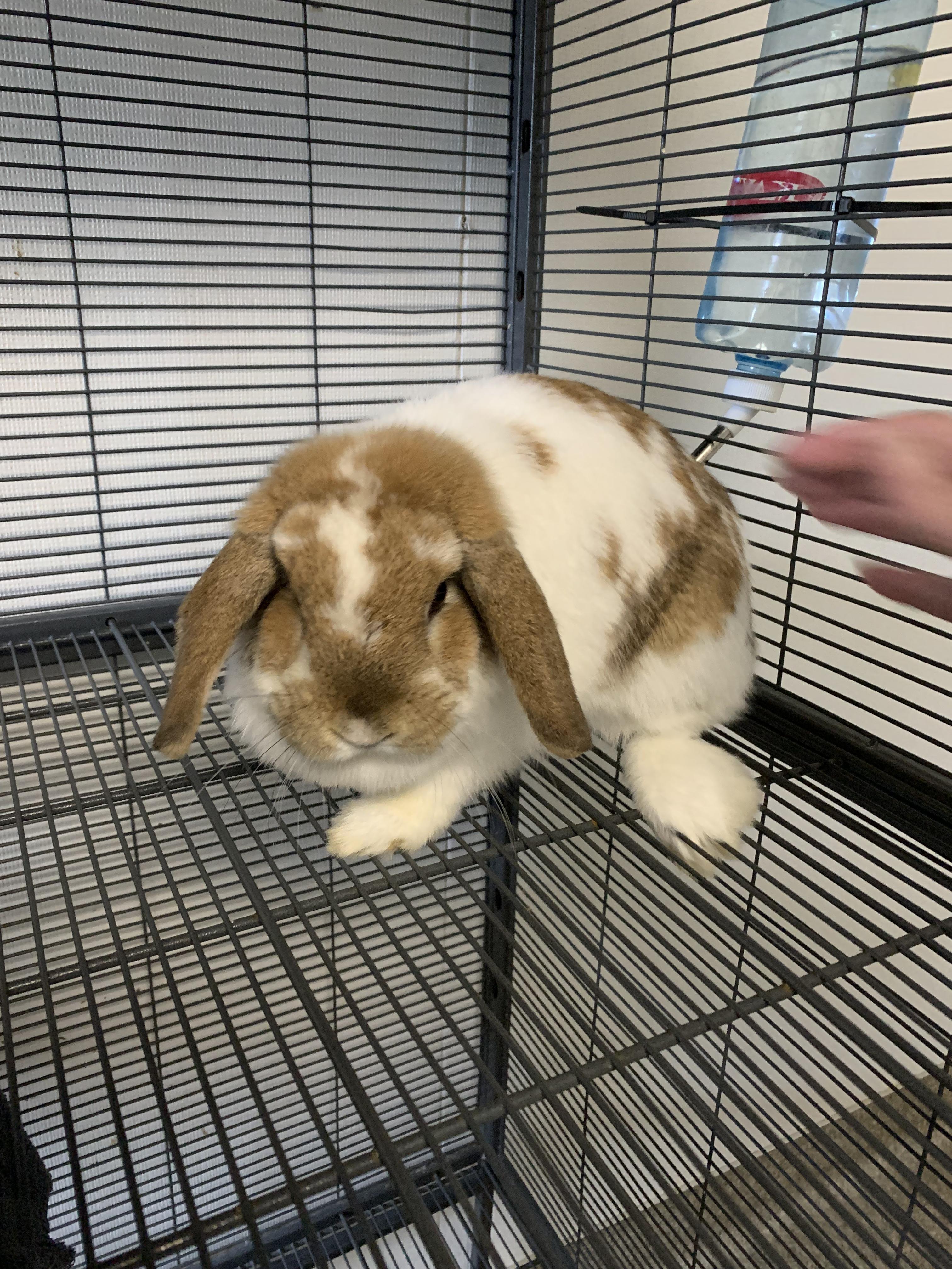 Enlarge Graham, an adopted mixed breed in Grass Valley, CA image 2/3