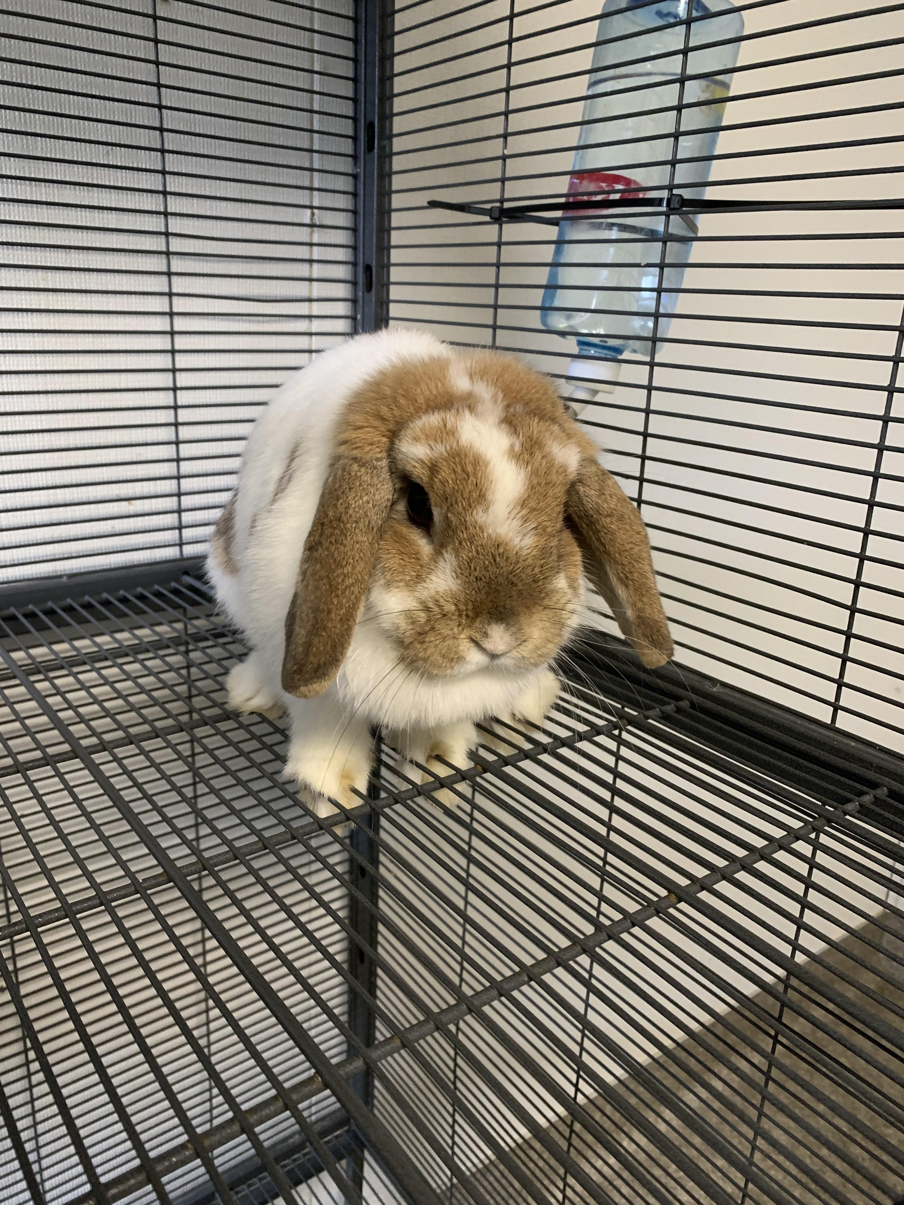 Graham, adopted, Adult Male Lop Eared.
