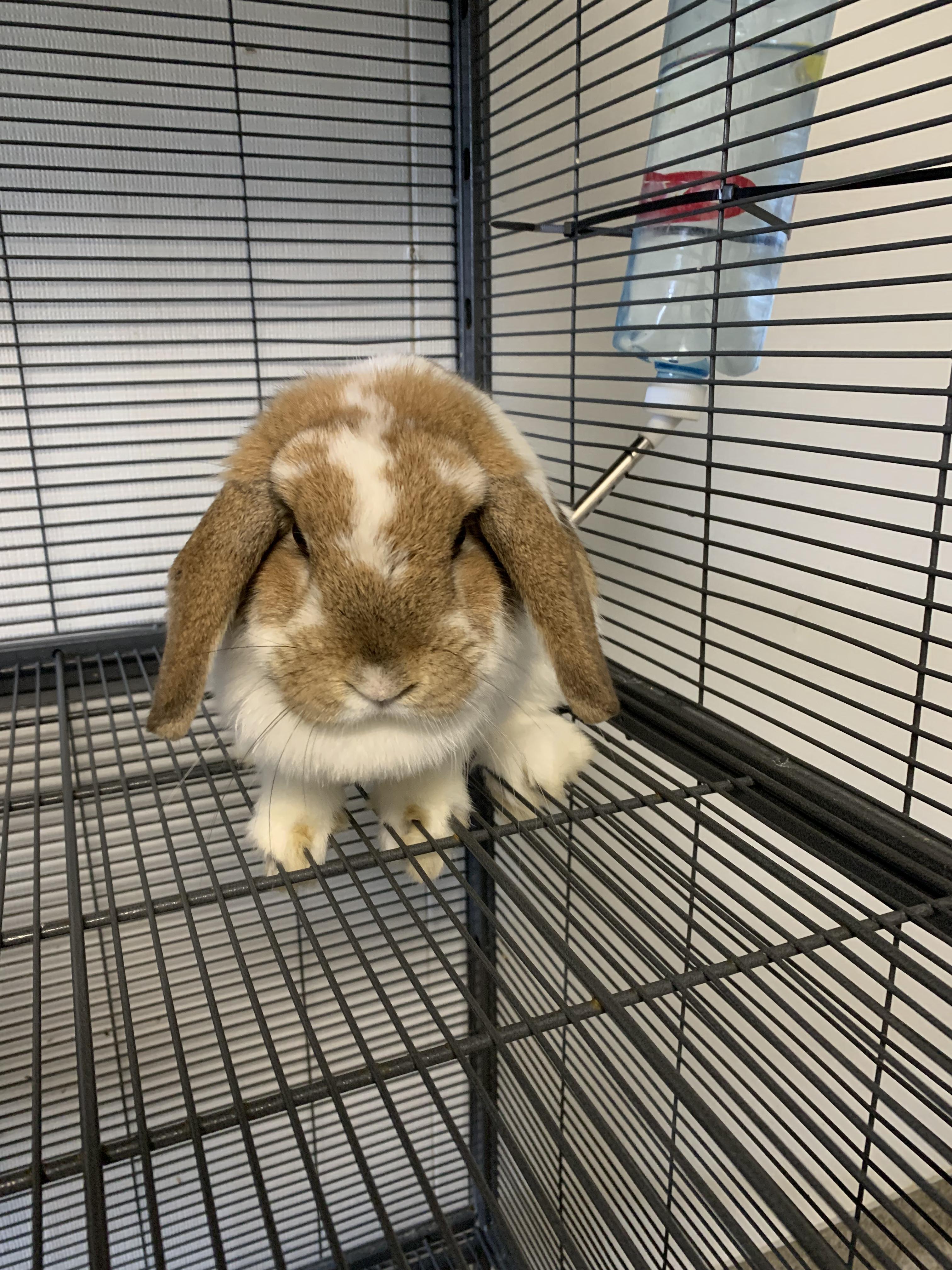 Enlarge Graham, an adopted mixed breed in Grass Valley, CA image 3/3