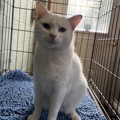 Enlarge Sasha , an adopted Domestic Short Hair in Honesdale, PA image 2/2