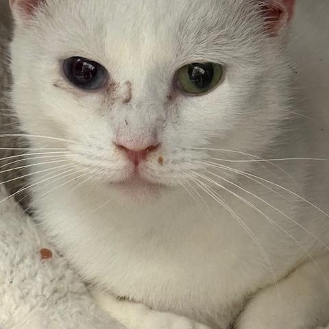 Sasha , adopted, Adult Female Domestic Short Hair.