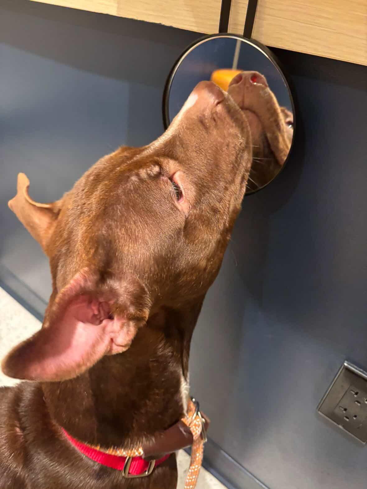 Spade, an adopted mixed breed in Glen Rock, NJ image 1/6