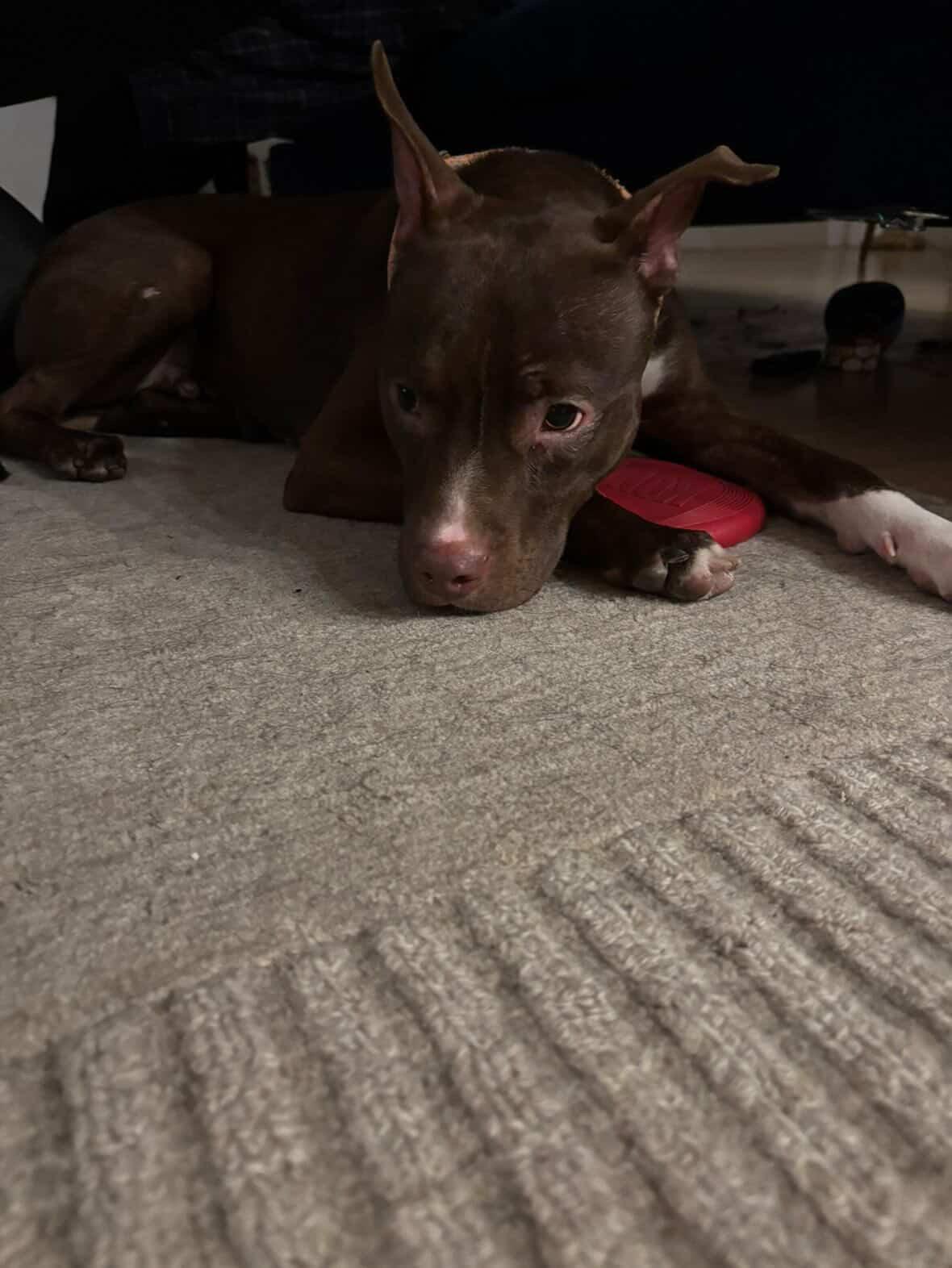 Spade, an adopted mixed breed in Glen Rock, NJ image 2/6