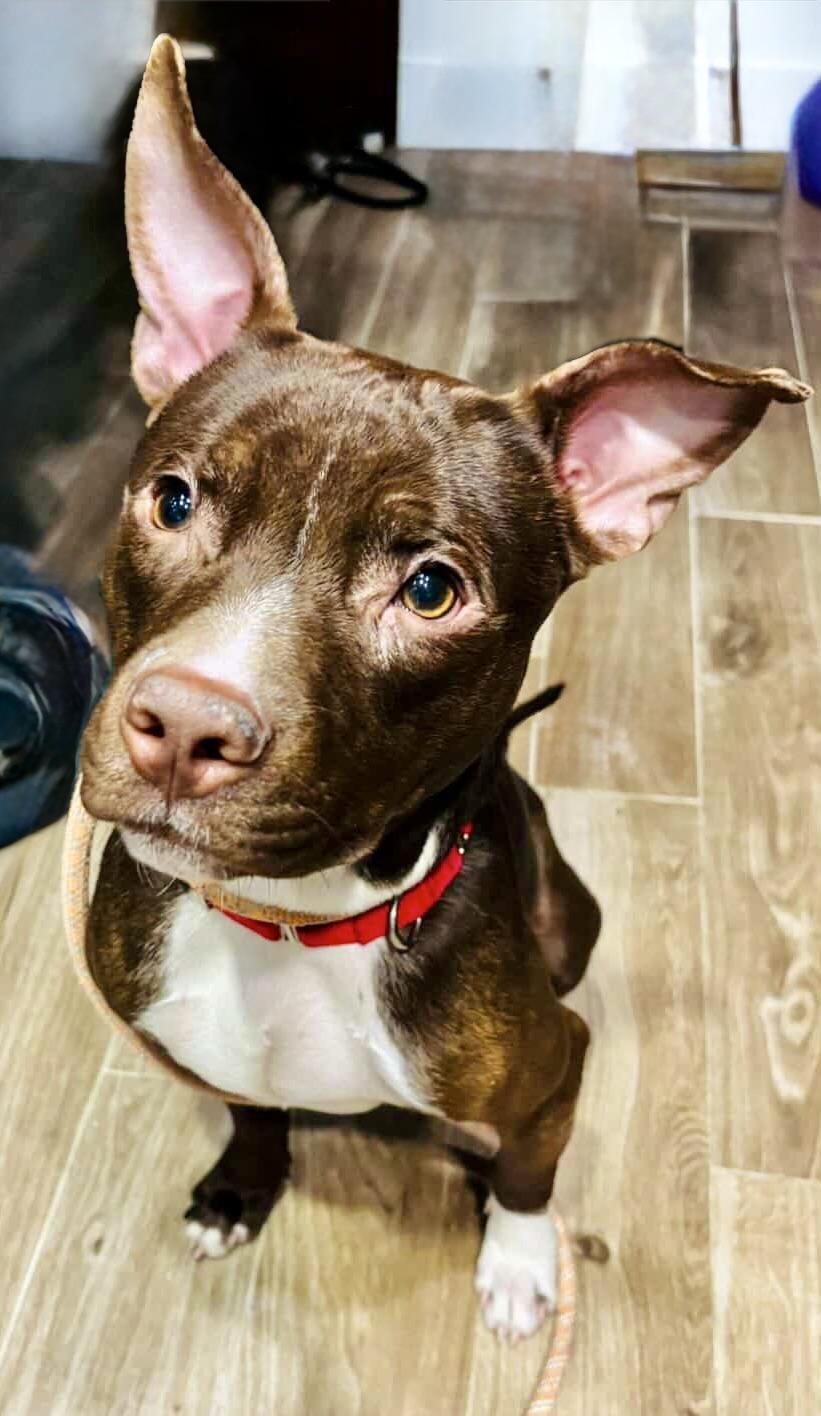 Spade, an adopted mixed breed in Glen Rock, NJ image 4/6