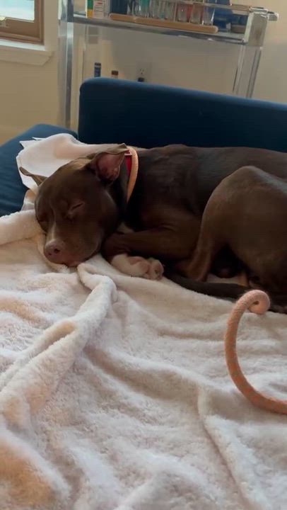 Enlarge Spade, an adopted mixed breed in Glen Rock, NJ video 3/6