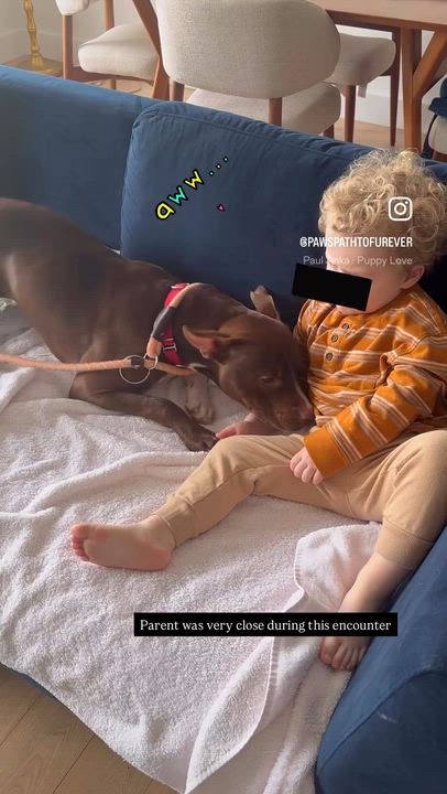 Enlarge Spade, an adopted mixed breed in Glen Rock, NJ video 5/6