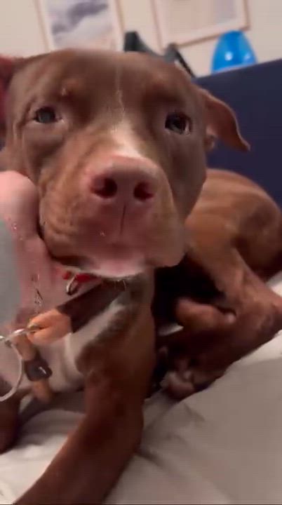 Enlarge Spade, an adopted mixed breed in Glen Rock, NJ video 6/6