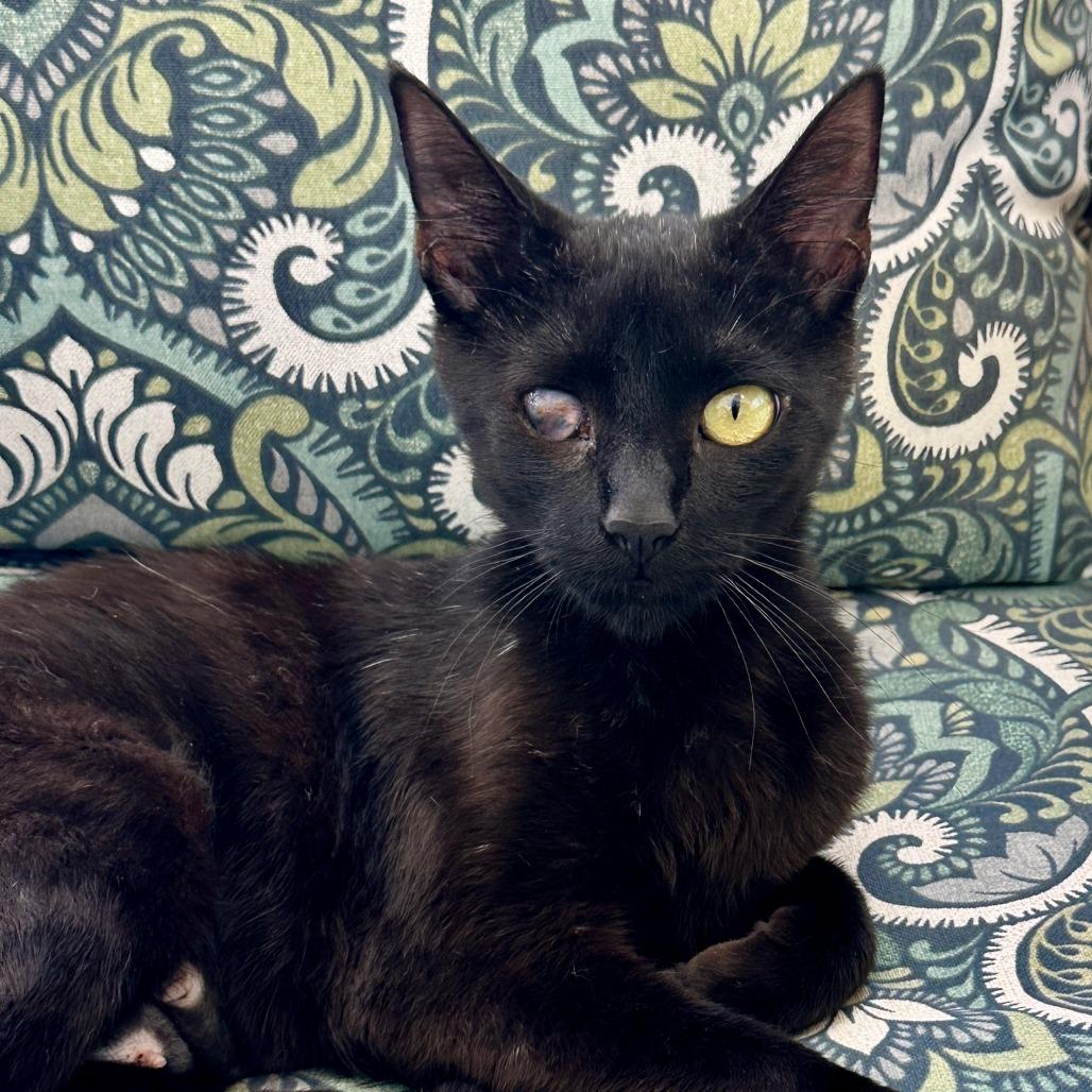 Goldeneye, Adoptable, Young Female Domestic Short Hair.