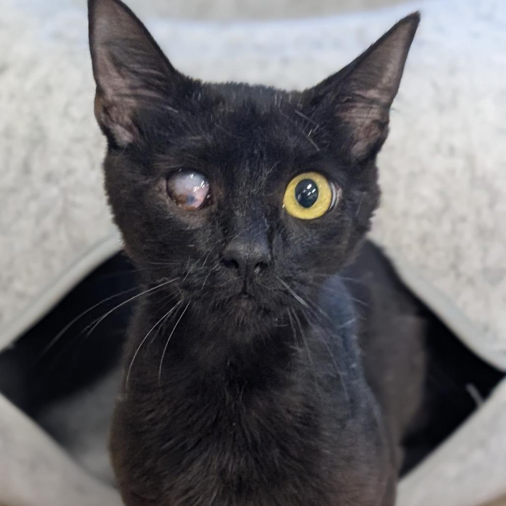 Goldeneye, a Adoptable Domestic Short Hair in Sonoma, CA image 2/4
