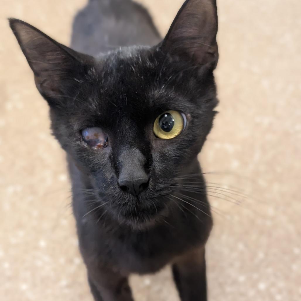 Goldeneye, a Adoptable Domestic Short Hair in Sonoma, CA image 3/4