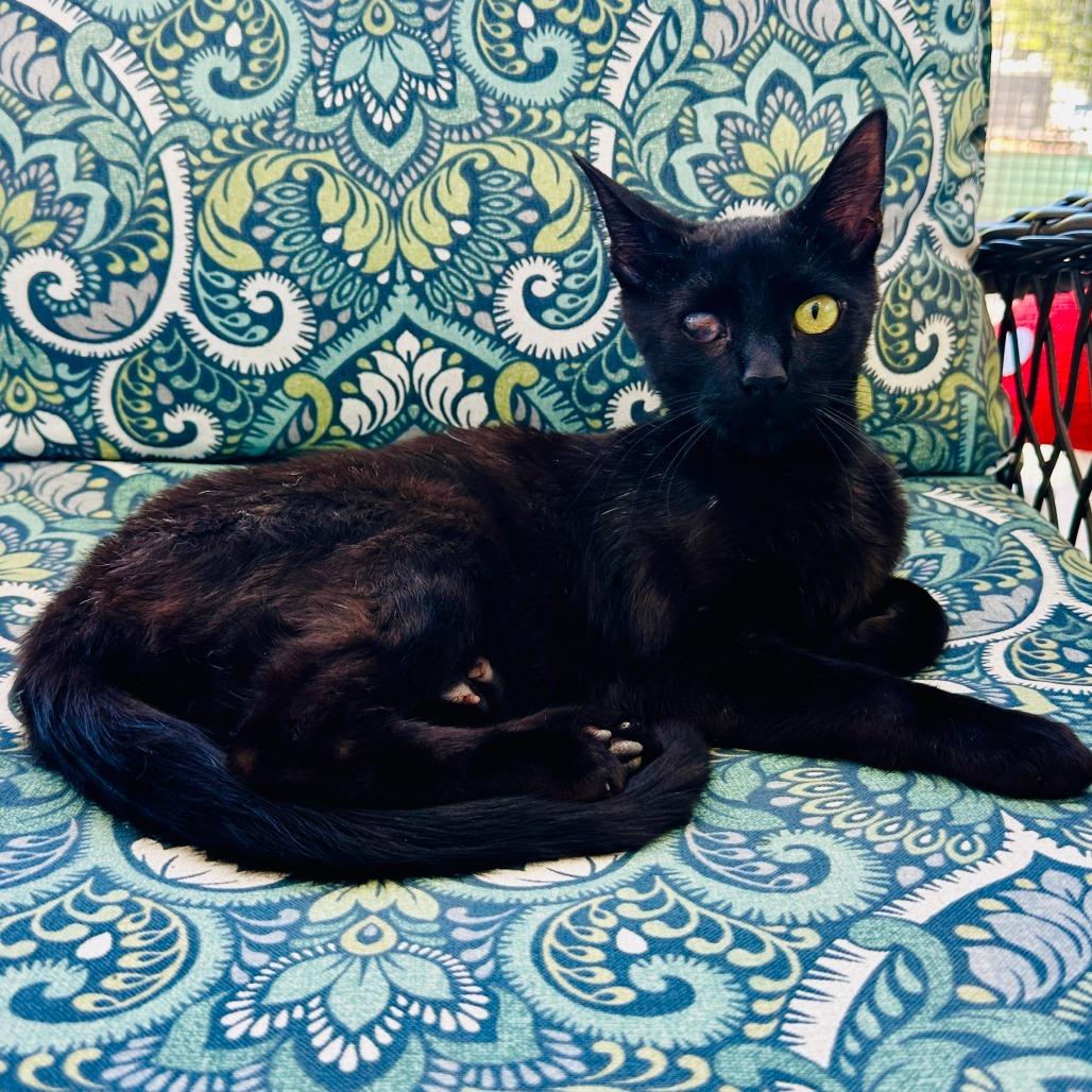 Goldeneye, a Adoptable Domestic Short Hair in Sonoma, CA image 4/4