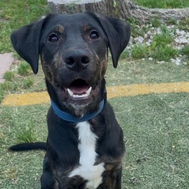 Goose, ADOPTABLE, Young Male Doberman Pinscher & Labrador Retriever.