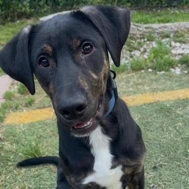 Enlarge Goose, a ADOPTABLE mixed breed in Irmo, SC image 2/2