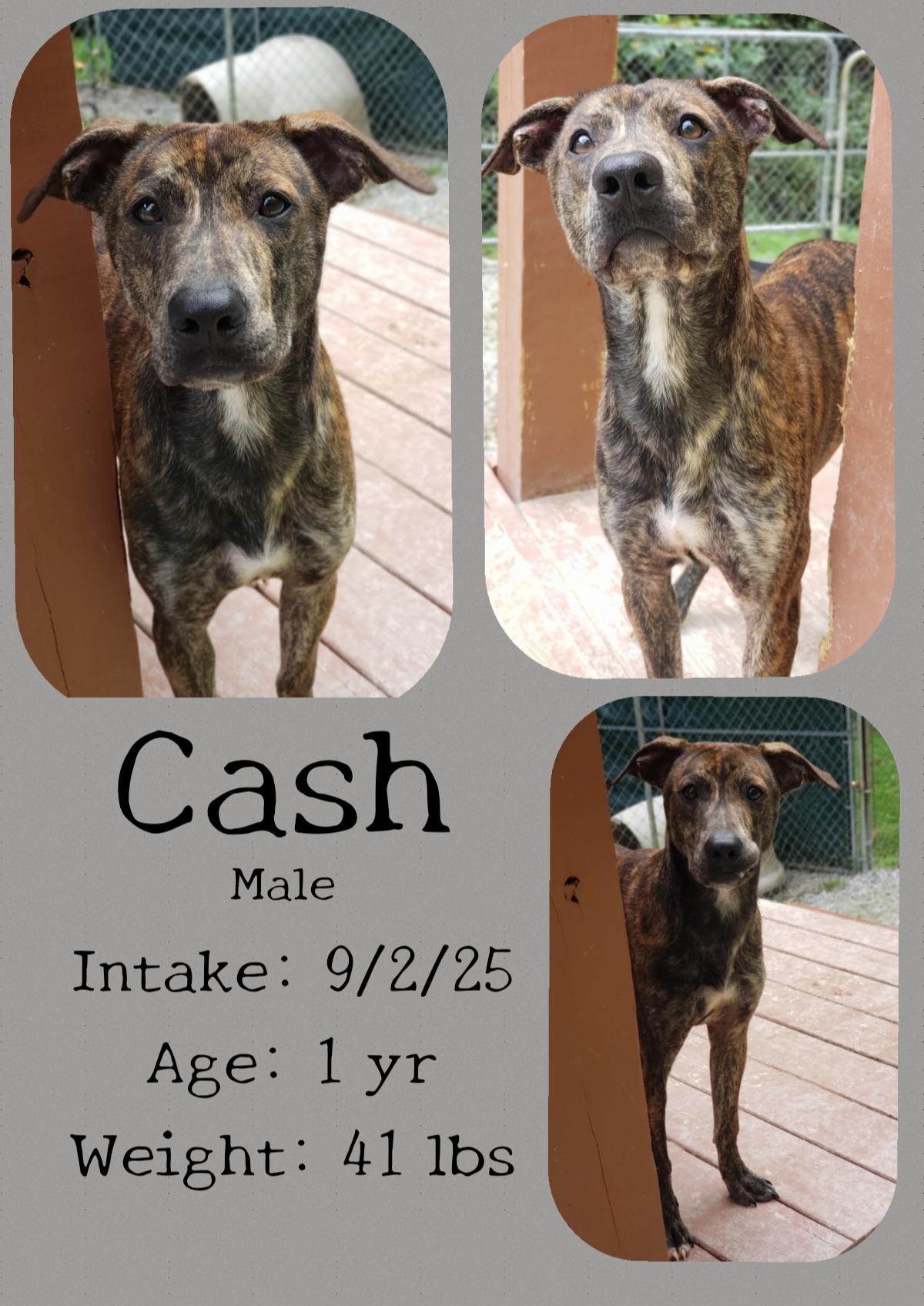 Enlarge Cash, a Adoptable mixed breed in Staffordsville, KY image 1/1