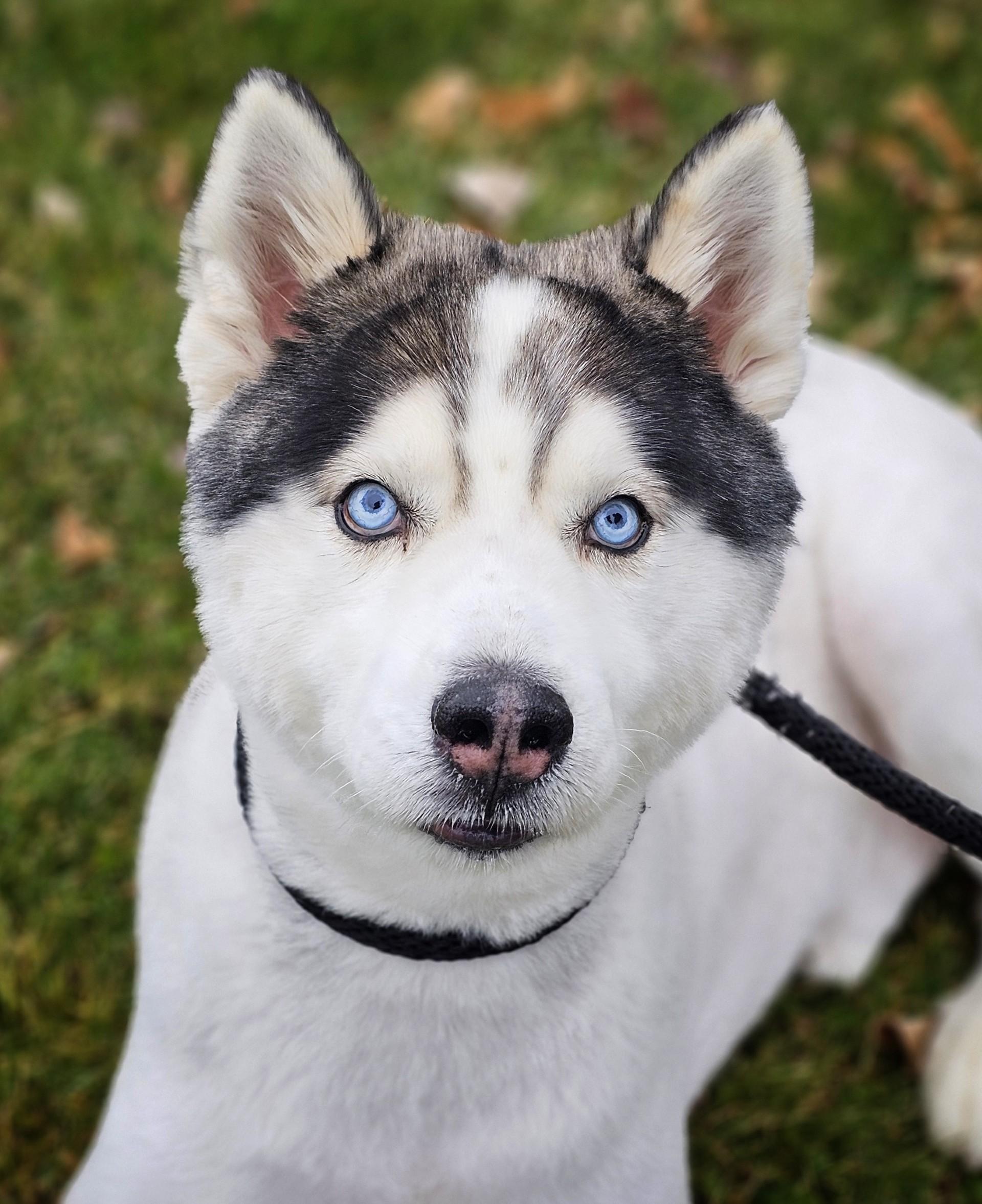 Enlarge Anubis (Prison Dog), a ADOPTABLE mixed breed in Bay City, MI image 1/3