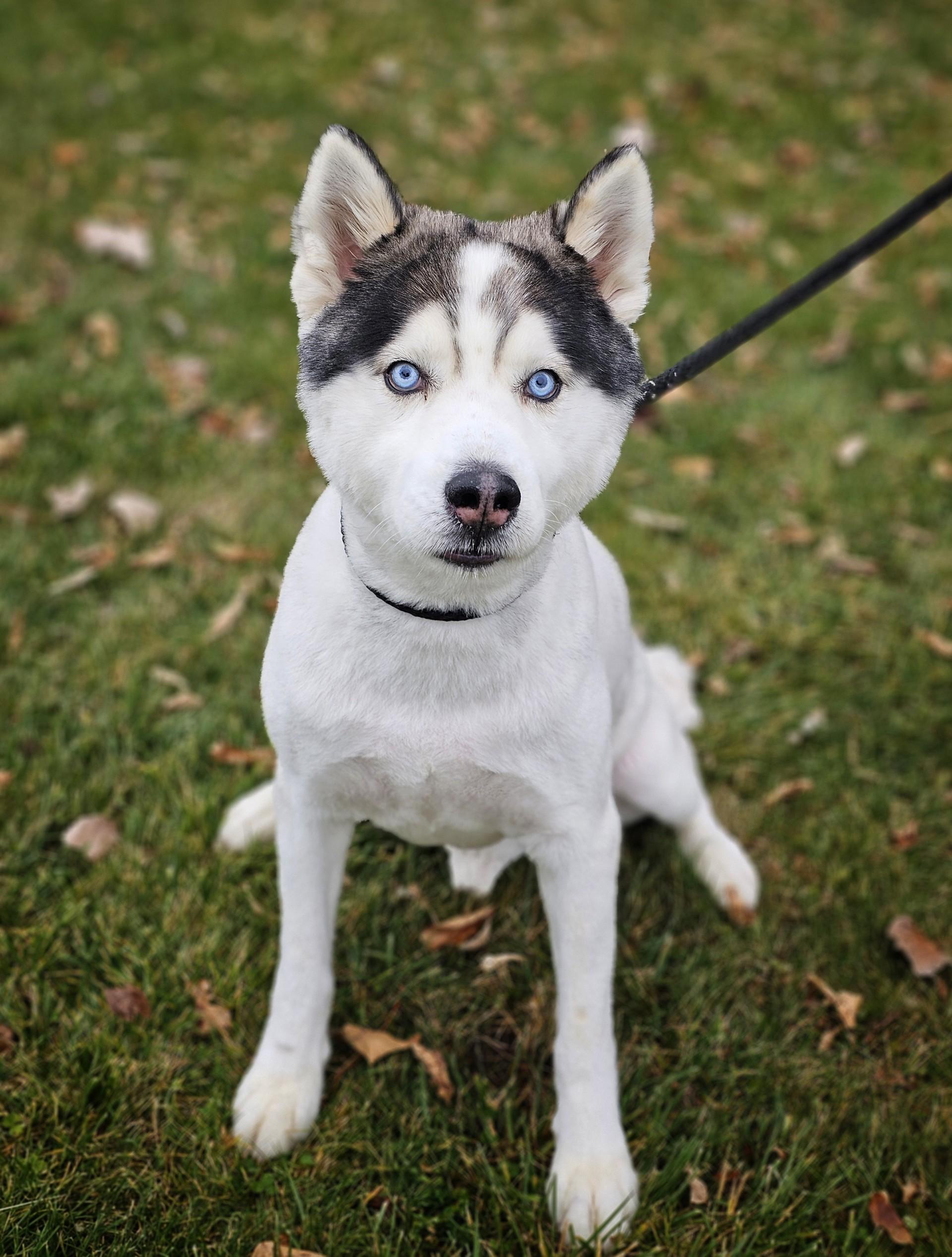 Enlarge Anubis (Prison Dog), a ADOPTABLE mixed breed in Bay City, MI image 2/3