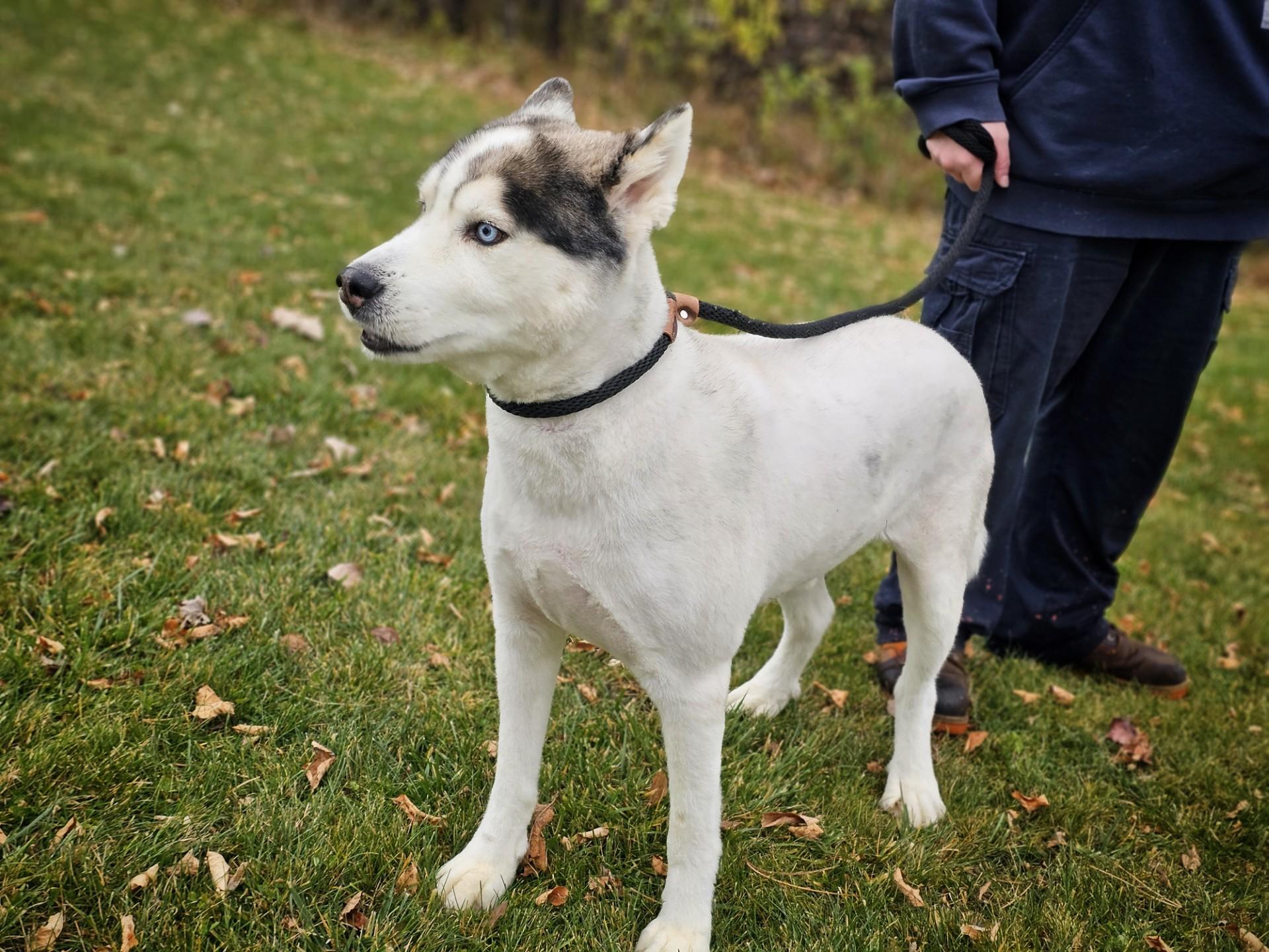Enlarge Anubis (Prison Dog), a ADOPTABLE mixed breed in Bay City, MI image 3/3