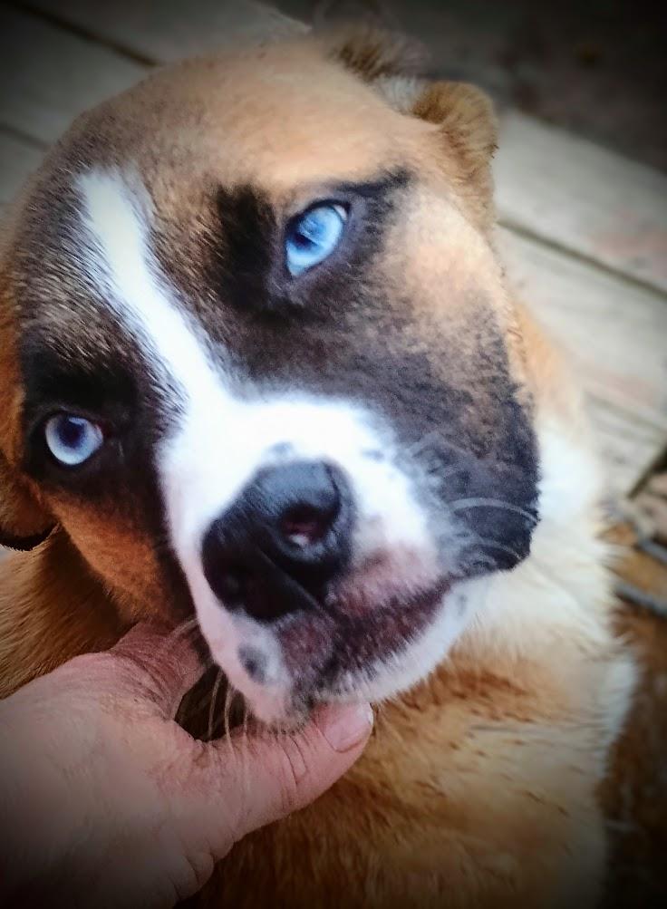 CHELAN, Young Female Boxer