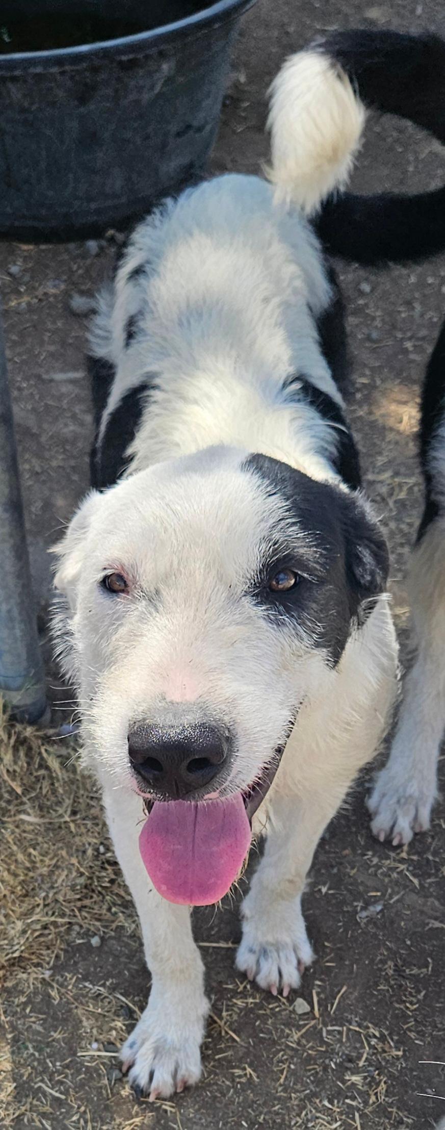 Donald, a Adoptable mixed breed image 1/2