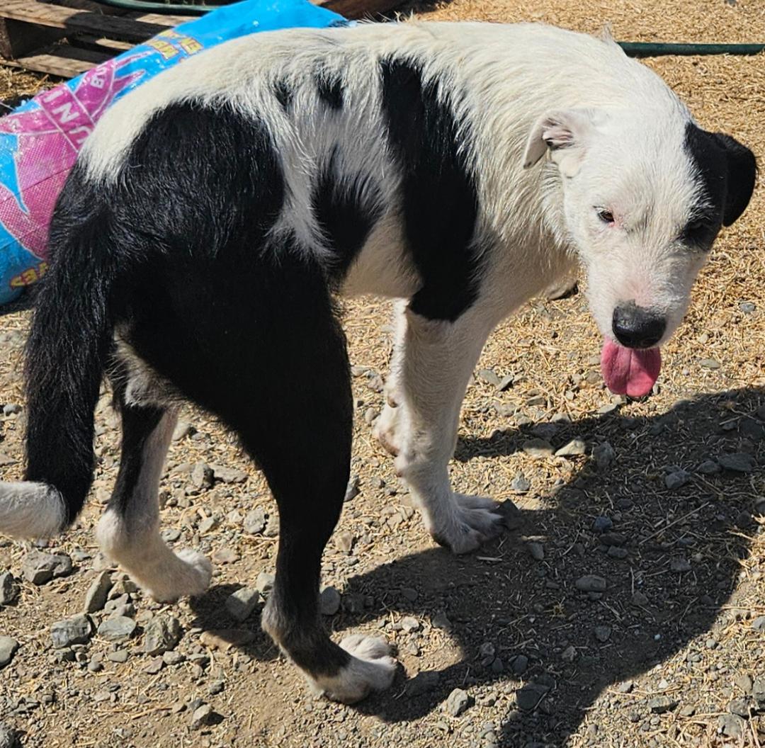 Donald, a Adoptable mixed breed image 2/2