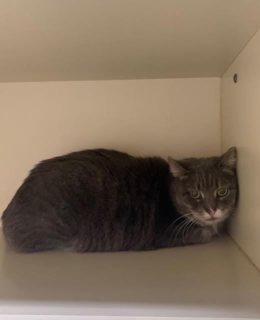 Working Cat: Boxie, a Adoptable mixed breed in Bloomington, IN image 1/5