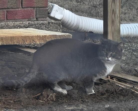 Working Cat: Boxie, a Adoptable mixed breed in Bloomington, IN image 2/5