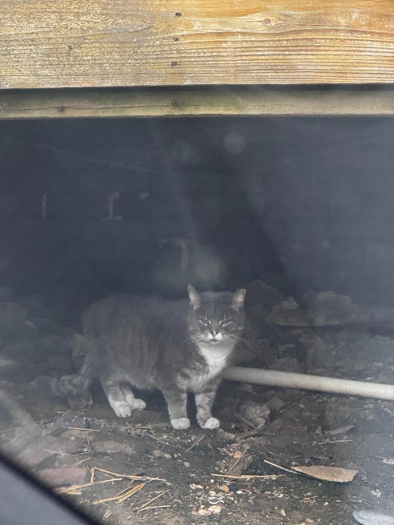 Working Cat: Boxie, a Adoptable mixed breed in Bloomington, IN image 4/5