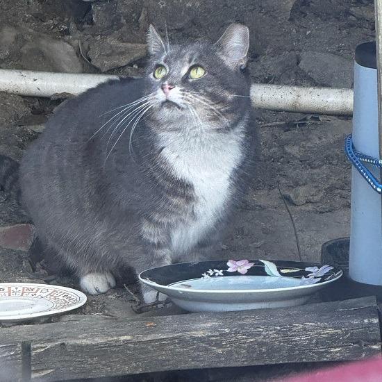 Working Cat: Boxie, a Adoptable mixed breed in Bloomington, IN image 5/5
