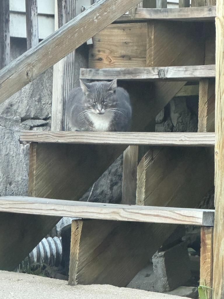 Working Cat: Boxie, a Adoptable mixed breed in Bloomington, IN image 5/5
