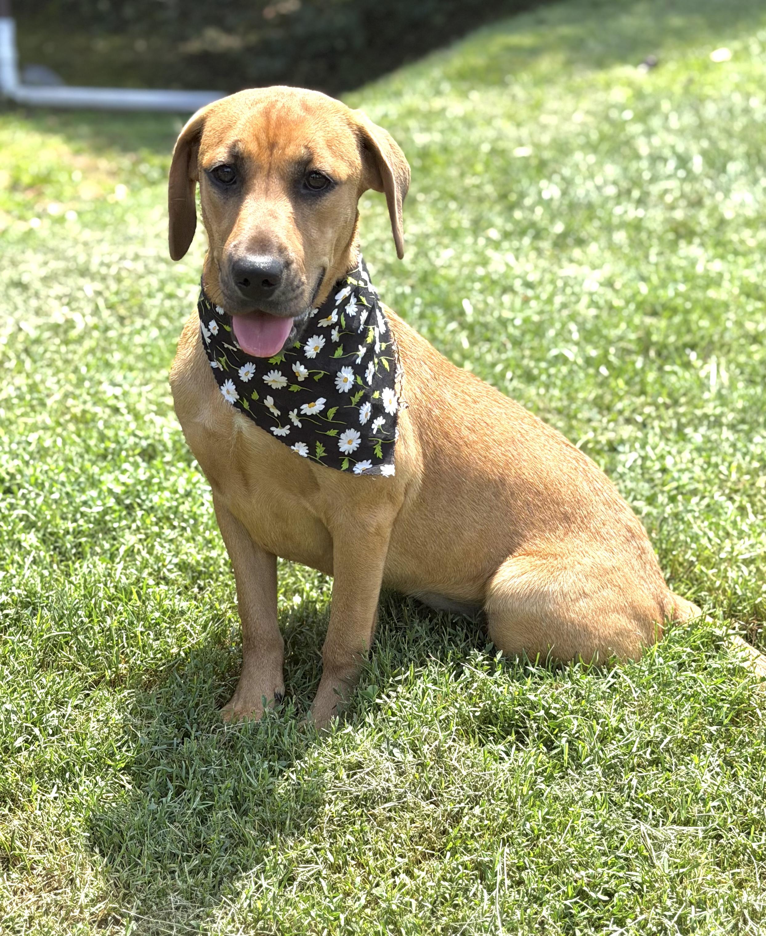 Sparkles, a ADOPTABLE mixed breed in Maryville, TN image 5/6