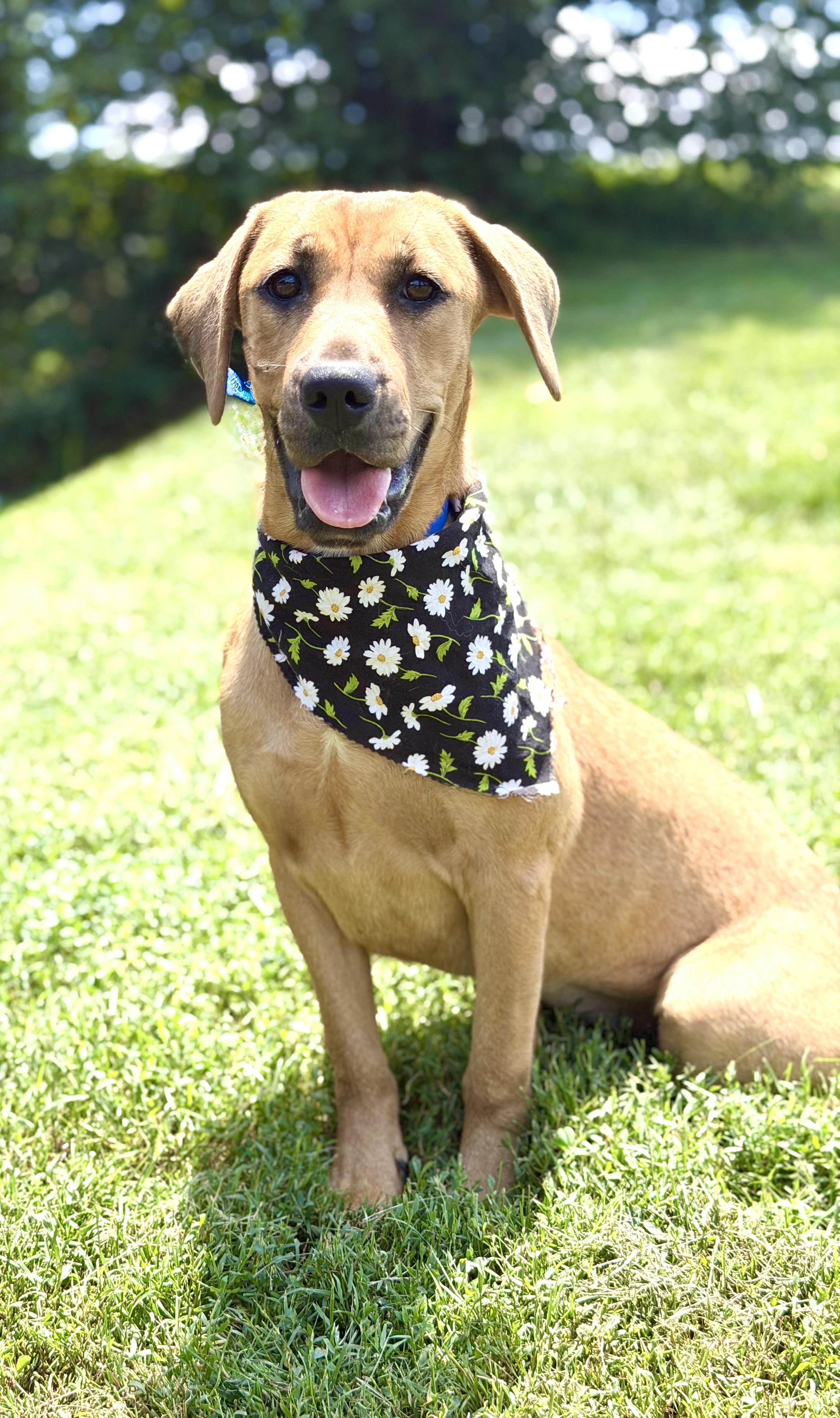 Sparkles, a ADOPTABLE mixed breed in Maryville, TN image 2/6