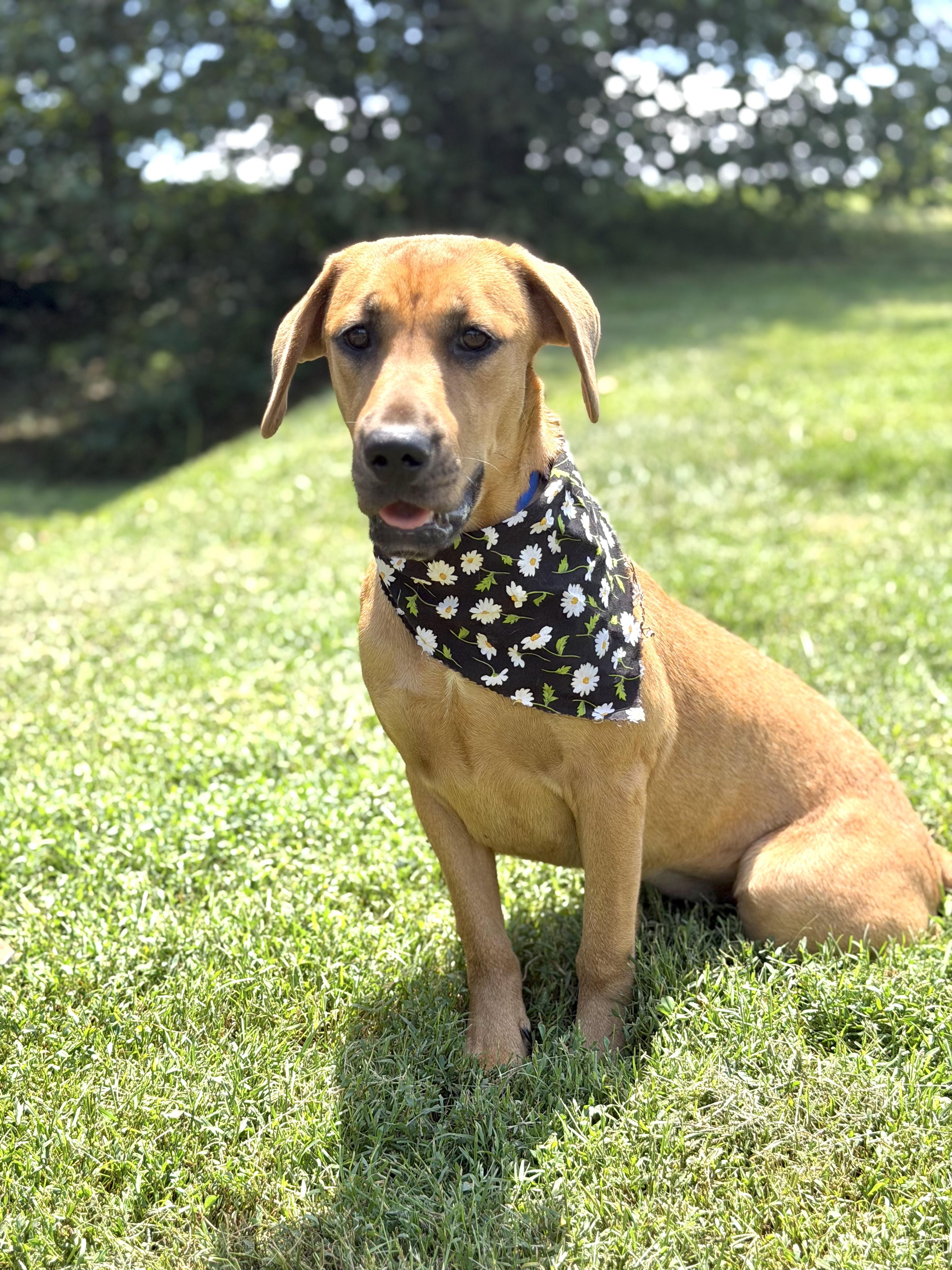 Sparkles, ADOPTABLE, Puppy Female Hound.