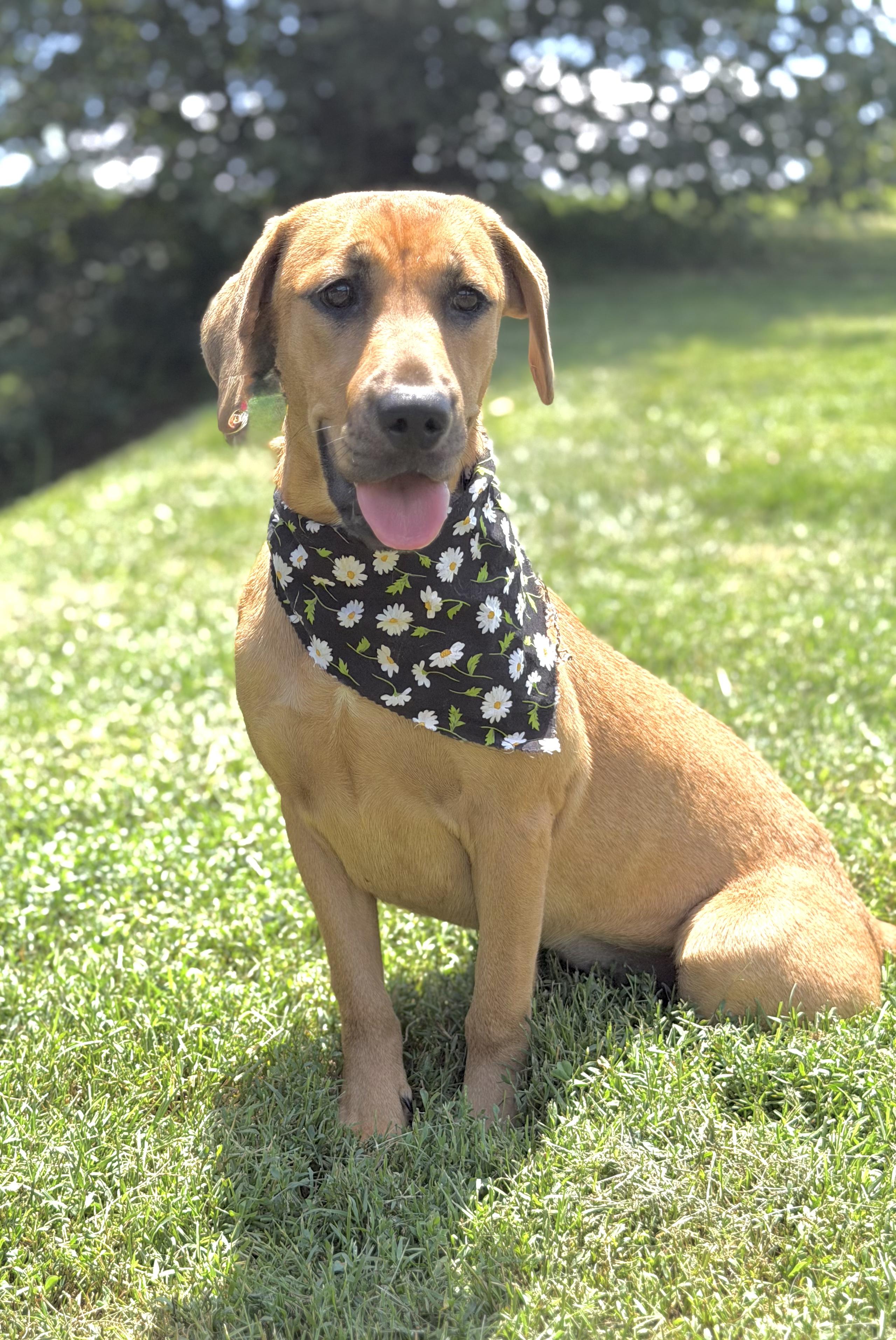 Sparkles, a ADOPTABLE mixed breed in Maryville, TN image 4/6