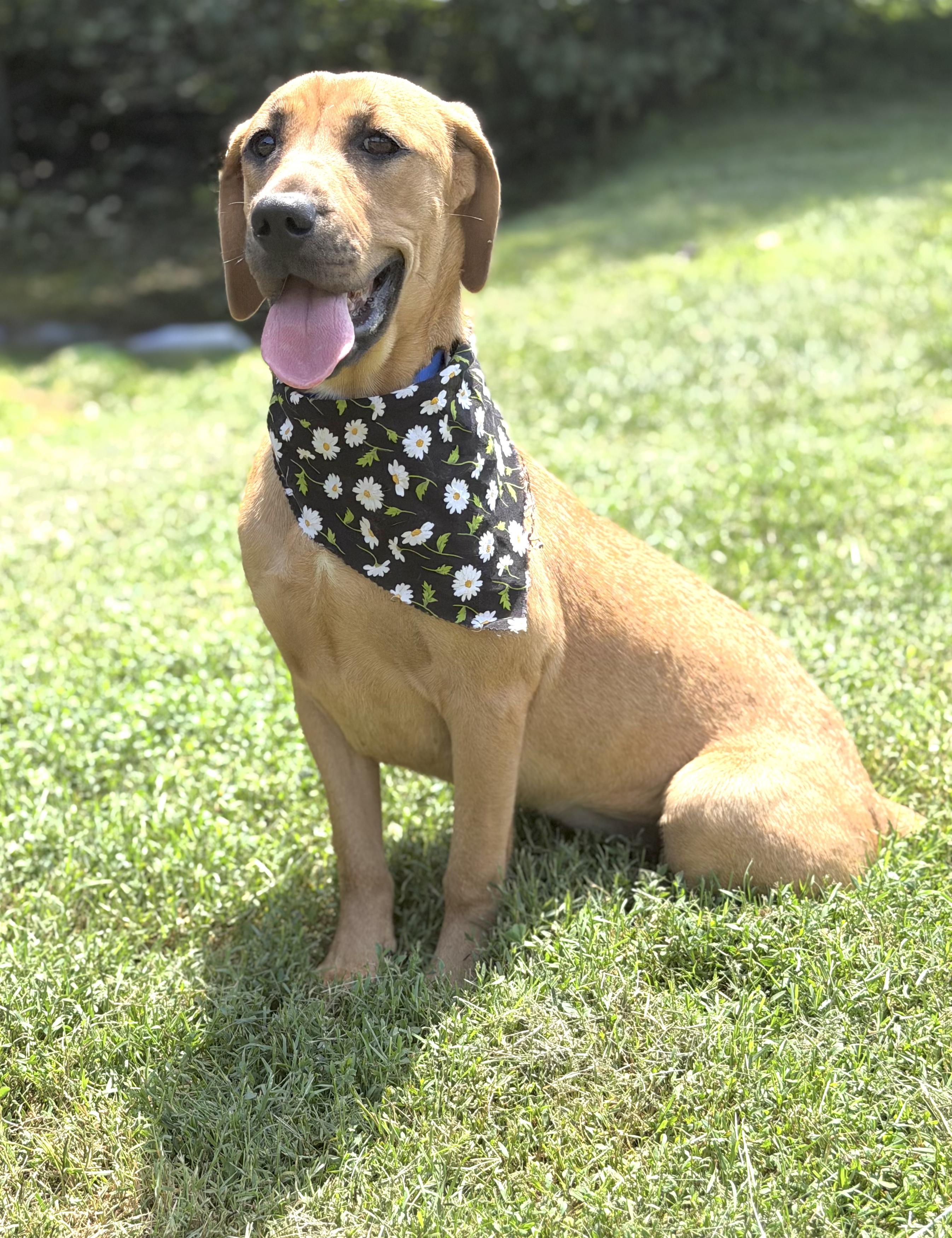 Sparkles, a ADOPTABLE mixed breed in Maryville, TN image 6/6